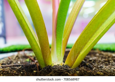 Close-up Of The Little Plant In Pot