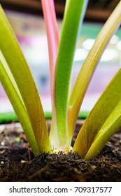 Close-up Of The Little Plant In Pot