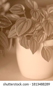 Closeup Of A Little Potted Plant In A Living Room, In Sober Duotone Effect