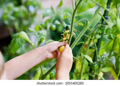 Closeup Of Little Preschool Girl Picking Ripe Tomatoes In Domestic Garden And Greenhouse. Happy Little Child Harvesting. Children Learning Cultivate Vegetables. Healthy Fresh Food. No Face.