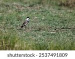 A closeup of a little spur-winged plover (Vanellus spinosus) in a field in the Masai Mara, Kenya