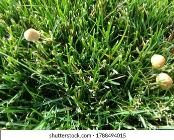 Closeup of Little Tan Mushrooms in Green Grass