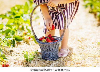 Closeup of little toddler girl picking and eating healthy strawberries on organic berry farm in summer, on sunny day. Child helps. Kid on strawberry plantation field, ripe red berries. - Powered by Shutterstock