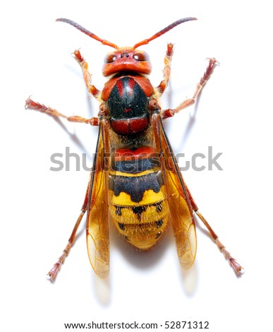 Close-up of a live European Hornet (Vespa crabro) on white background. Macro shot with shallow dof.