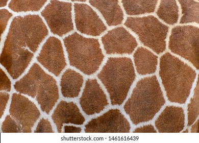 Closeup of live giraffe skin fur
