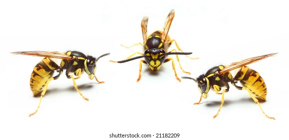 Close-up of a live  three Yellow Jacket Wasp