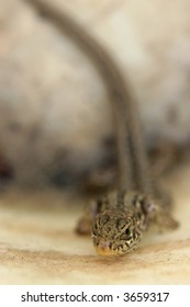 close-up of lizard