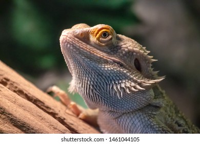 Closeup Of Lizard, Central Bearded Dragon