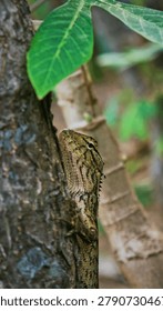 Close-up of a lizard clinging to a tree trunk, showcasing its rough, textured scales in brown and tan tones. The reptile blends seamlessly with the bark, demonstrating natural camouflage and adaptation. The blurred green leaves in the background suggest a forest or garden environment, adding depth and context to the wildlife scene.

