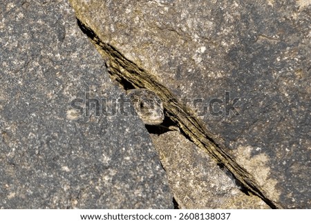Close-up of a lizard's head sticking out from between the cracks of some rocks, watching, lurking