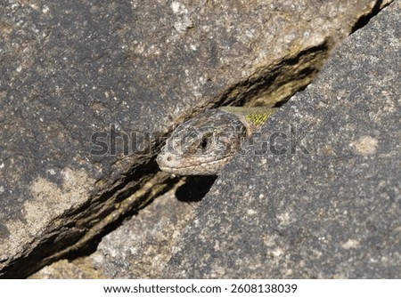 Close-up of a lizard's head sticking out from between the cracks of some rocks, watching, lurking