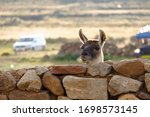 Closeup of a llama (Lama glama) poking its head over a rough stacked rock wall on a farm, near Puno, Peru