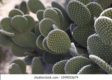 Closeup Lobes Beavertail Prickly Pear Cactus Stock Photo 1599024523 ...