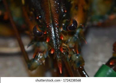 Closeup Of A Lobster From The Pristine Waters Of The North Atlantic Ocean Off The East Coast Of Newfoundland And Labrador, Canada