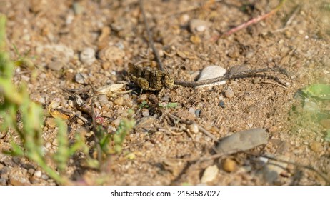 A closeup of the locust disguising on the ground 