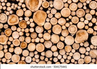 Closeup of logs of trees in nature. a lot of cutted logs.