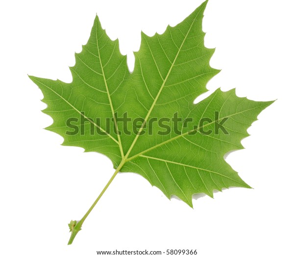 Closeup London Plane Platanus Acerifolia Leaf Stock Photo (Edit Now ...