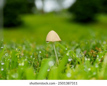 Close-up of a lone mushroom in a dewy grassy field with a blurred background. - Powered by Shutterstock