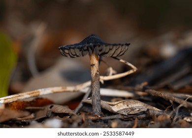 A Close-up of a lone mushroom growing in the forest floor surrounded by dry leaves and twigs. - Powered by Shutterstock