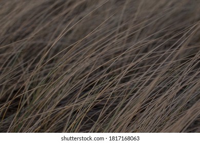 Closeup Of Long Brown Grass Straws On A Field