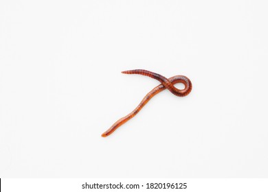 Closeup Of Long Earthworm On White Background