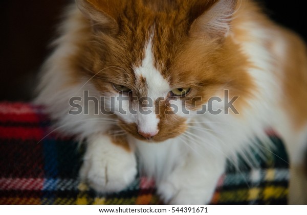 Closeup Long Haired Male Orange White Stock Photo Edit Now 544391671