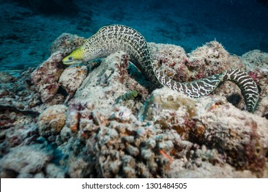 Closeup of long spotted, brown and white pattern moray eel in coral