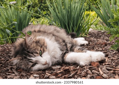 close-up of a longhair tricolour tabby cat resting on bark mulch in ornamental garden  - Shutterstock ID 2337980161