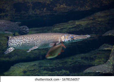 Close-up Of Longnose Gar With Bright Blue Eyes And Long Nose.  
Fish In An Aquarium Underwater.