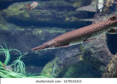 Close-up Of Longnose Gar With Bright Blue Eyes And Long Nose.  
Fish In An Aquarium Underwater.