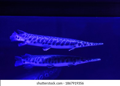 Close-up Of Longnose Gar With Bright Blue Eyes And Long Nose