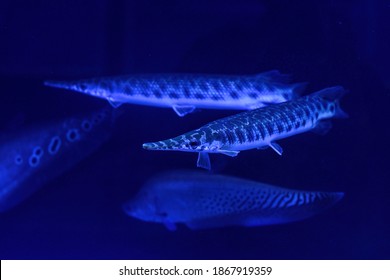 Close-up Of Longnose Gar With Bright Blue Eyes And Long Nose