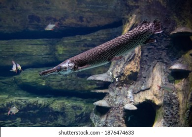 Close-up Of Longnose Gar With Bright Blue Eyes And Long Nose.  
Fish In An Aquarium Underwater.