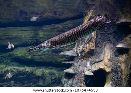 Close-up of longnose gar with bright blue eyes and long nose.  
Fish in an aquarium underwater.