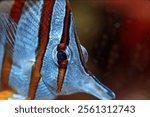 A close-up of a long-snouted butterflyfish (Chelmon rostratus) swimming in the aquarium