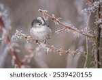 A closeup of a long-tailed tit (Aegithalos caudatus) perched on a tree branch