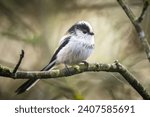 Closeup of a long-tailed tit or long-tailed bushtit, Aegithalos caudatus, bird foraging in a forest during Autumn. A tiny round-bodied tit with a short, stubby bill and a very long, narrow tail.