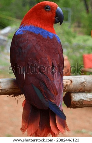 Close-up look of beautiful Eclectus parrot. Eclectus parrots are known for their intelligence and ability to mimic human speech.