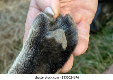 A Close-up Look At The Bottom Of A Bobcat Paw Inside A Man's Hand. Bokeh Effect.