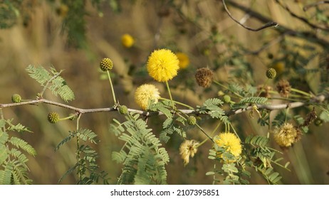 Closeup Look Of Flower From Acacia Seyal Plant Also Known As Talh