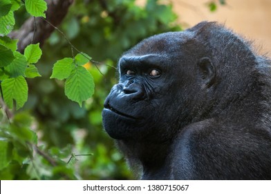 Close-up look of a gorilla