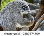 Close-up look Koala and the baby hug each other, Western Australia