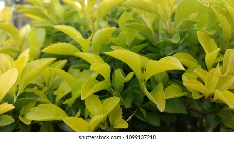 closeup look of leafs.