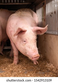 Close-up Look Of A Pink Pig On A Truck