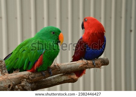 Close-up look of two Eclectus parrots. They are a beautiful and colorful species.
