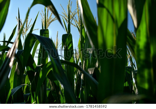 Closeup looking up from below at corn stalks,\
leaves and tassels in farmers corn field, harvest, healthy corn\
crop, macro photos of corn, up\
close