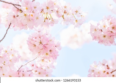 Closeup, looking up view on one vibrant pink cherry blossoms on sakura tree branch with flower petals in spring at Washington DC with sunshine, sunlight and backlight - Powered by Shutterstock