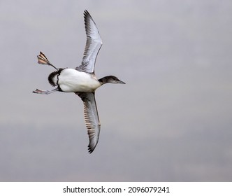 common loon flying