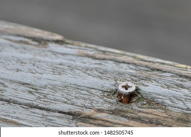 Close-up Of A Loose Screw In An Aging Wooden Deck.