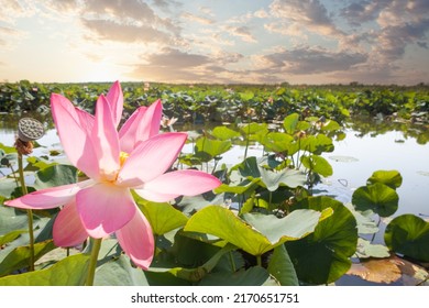 Closeup Of Lotus Flower In Blue Water Pond Background